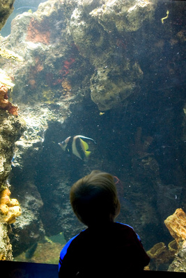 The new big brother was equally taken with the fish