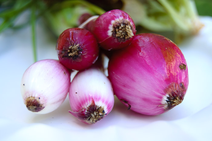 Red scallions