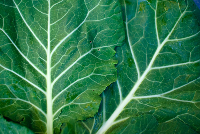 The veins of collard greens