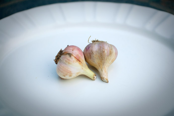 Garlic
