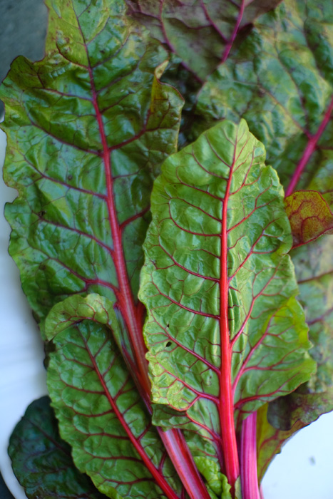 Swiss chard, one of the most beautiful things we've gotten