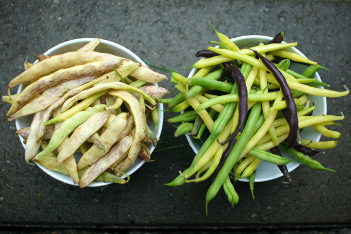 Dragon beans on left, mixed beans on the right