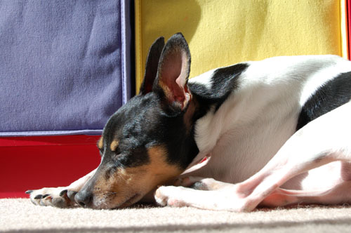 Sleepy dog